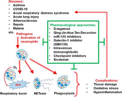 Editorial: Pharmacological approaches targeting neutrophilic inflammation: Volume II